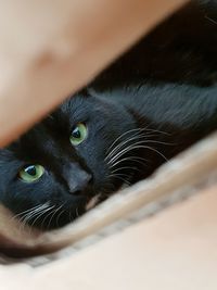 Close-up portrait of black cat at home