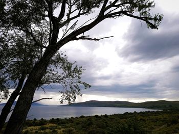 Tree by lake against sky