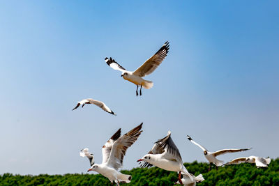 Group of seagull flying on beautiful blue sky