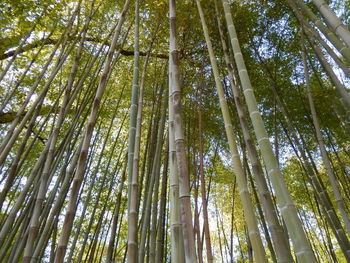 Low angle view of bamboo trees in forest