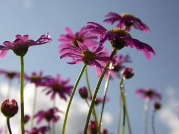 Close-up of pink flowering plants against sky