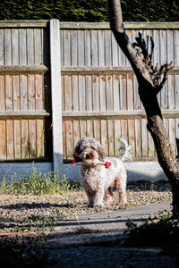 Cockapoo dog playing with toy in garden