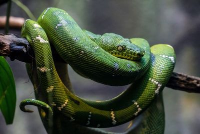 Close-up of snake on branch