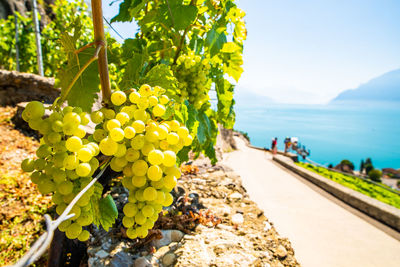 Vineyards on lake geneva, excursions and itineraries among the vineyards, panorama on lake geneva.