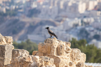 Bird perching on rock