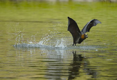 Duck swimming in lake