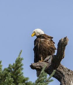 Low angle view of eagle perching on tree against sky