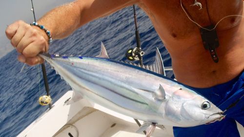 Midsection of man holding fish in boat at sea