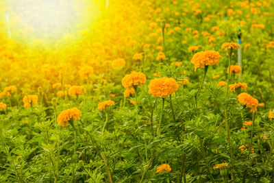 Close-up of yellow flowers blooming in field