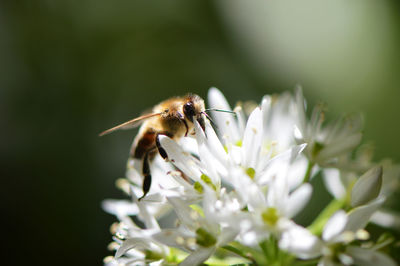 Close-up of insect on white flower