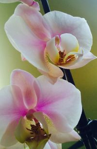 Close-up of pink orchid