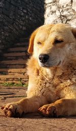 Close-up of a dog resting