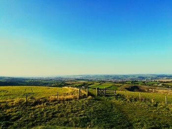 Scenic view of vineyard against clear blue sky