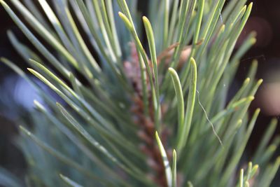 Close-up of plant