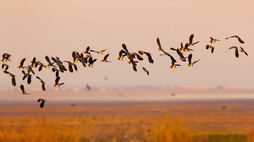 Low angle view of birds flying against clear sky