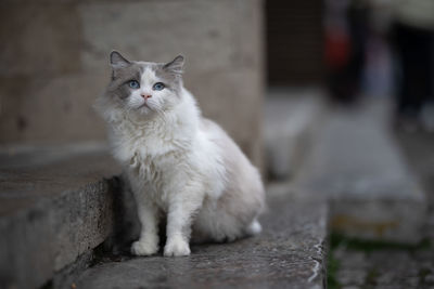 Portrait of a cat
