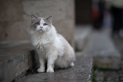 Portrait of a cat