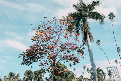 Low angle view of flowering tree against sky