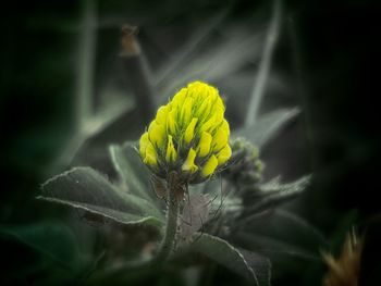 Close-up of yellow flowering plant