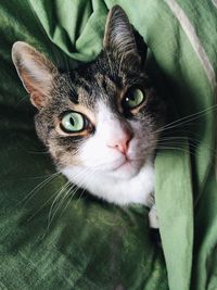 Close-up portrait of cat