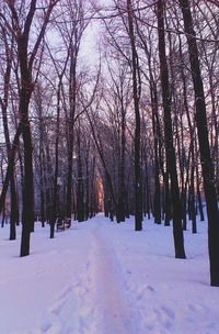 Snow covered landscape