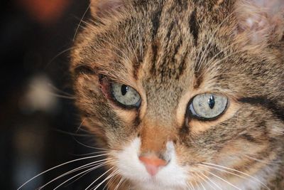 Close-up portrait of cat