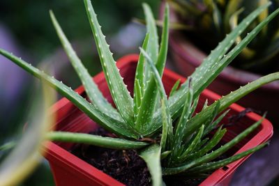 Close-up of potted plant