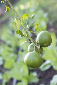 Close-up of berries growing on tree