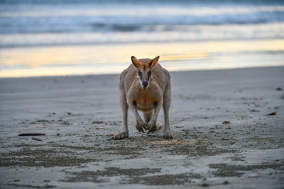 Horse on the beach