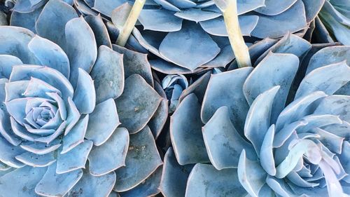 Full frame shot of plants