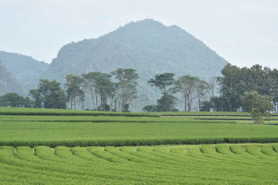 Scenic view of agricultural field against sky