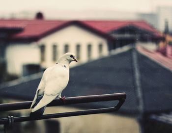 Close-up of seagull perching outdoors