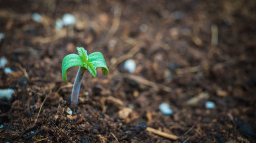 Close-up of small plant growing on field