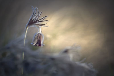 Close-up of white dandelion on field against sky