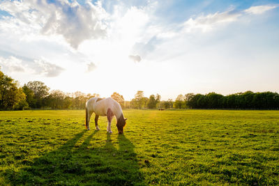 Horse standing in a field