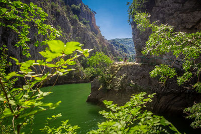 Scenic view of river amidst trees in forest