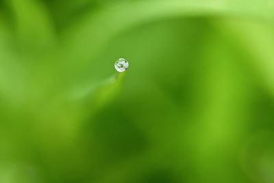 Close-up of water drops on leaf