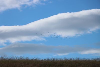 Low angle view of birds flying in sky