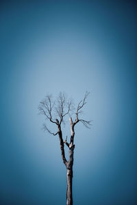 Low angle view of bare tree against clear blue sky