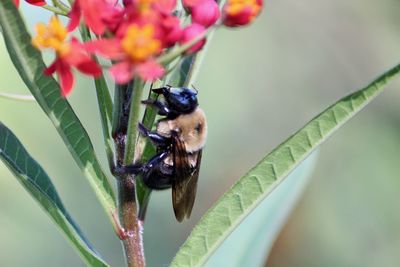 Close-up of insect on flower