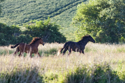 Horses in a horse