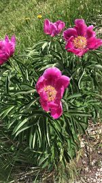 High angle view of pink flowering plant
