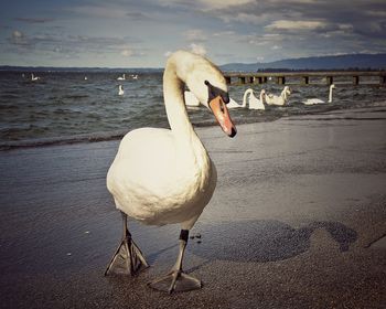 Birds in water