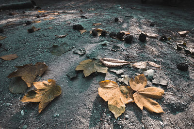 High angle view of dried leaves on wood
