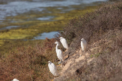 Birds on landscape