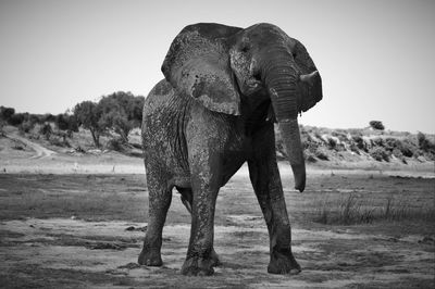 Low angle view of elephant standing against sky