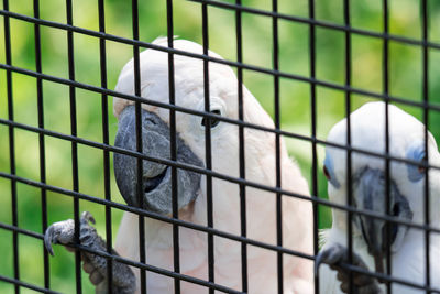 View of birds in cage