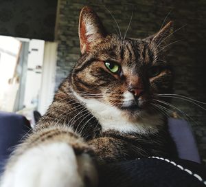 Close-up portrait of a cat looking away