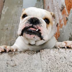 Close-up portrait of dog lying down