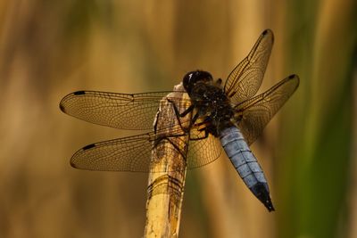 Close-up of dragonfly on twig